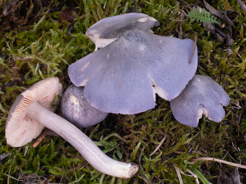 Entoloma bloxamii